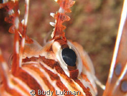 A close up view of Lion fish's eye. Canon G7 with canon h... by Budy Lukman 